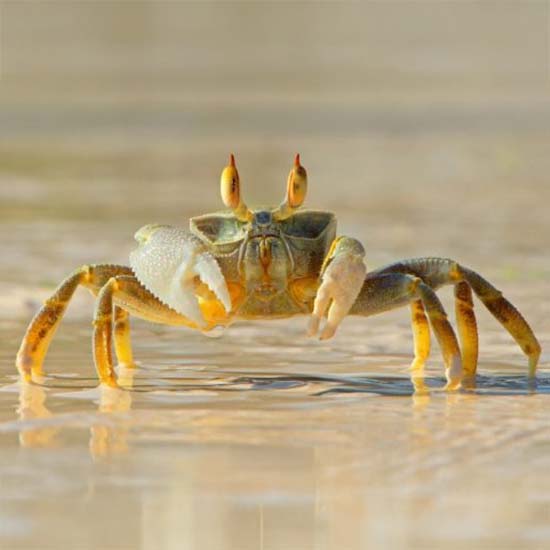 Spécimen 01 : un crabe fantôme, l'air décidé