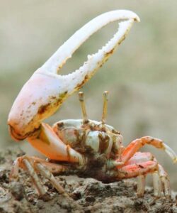 crab