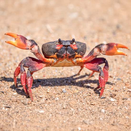 crab face orange noir